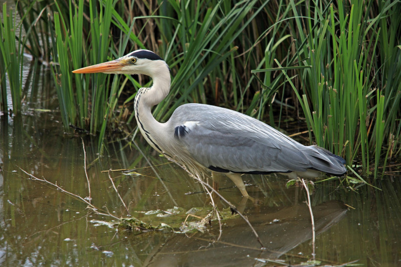 barni1-grey-heron-1103056-1920-2064 - © Héron gris, LPO du Loiret barni1-grey-heron-1103056-1920-2064